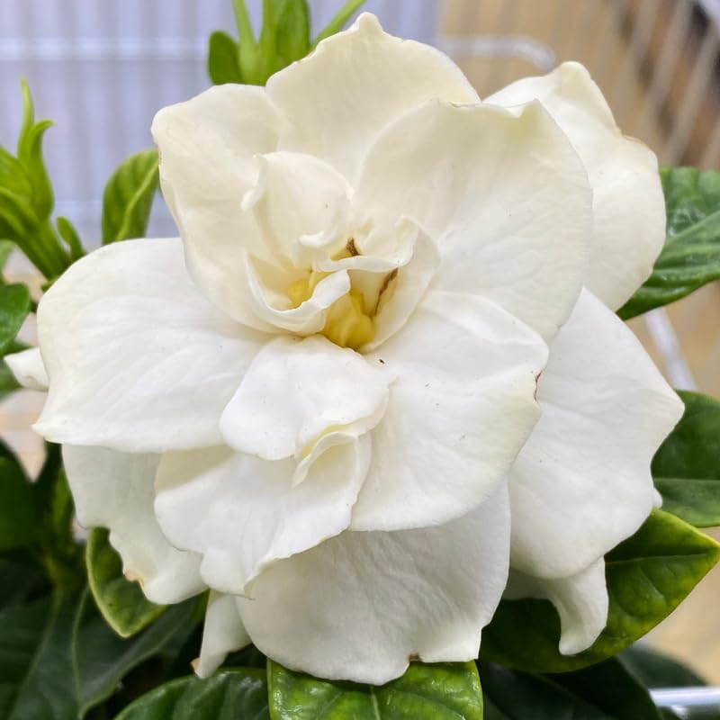 White Flower Gardenia Live Plant in 4 Inch Pot J2522