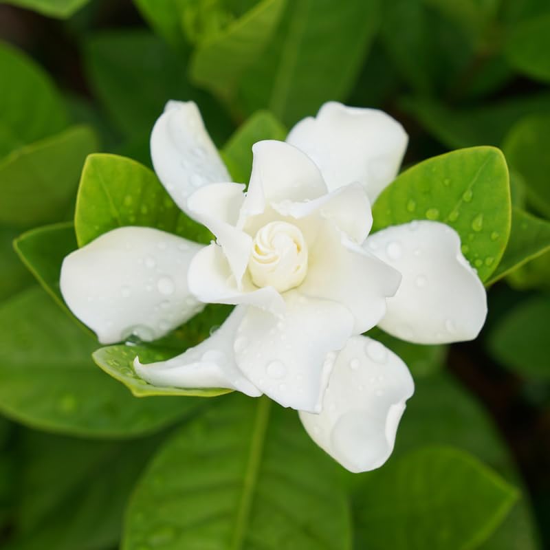 White Flower Gardenia Live Plant in 4 Inch Pot J2522