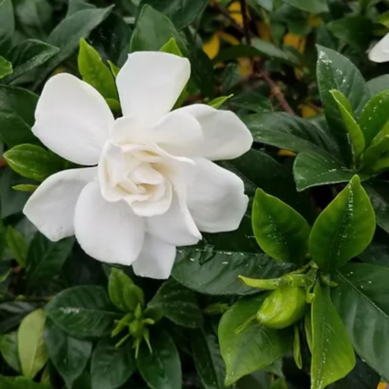 White Flower Gardenia Live Plant in 4 Inch Pot J2522