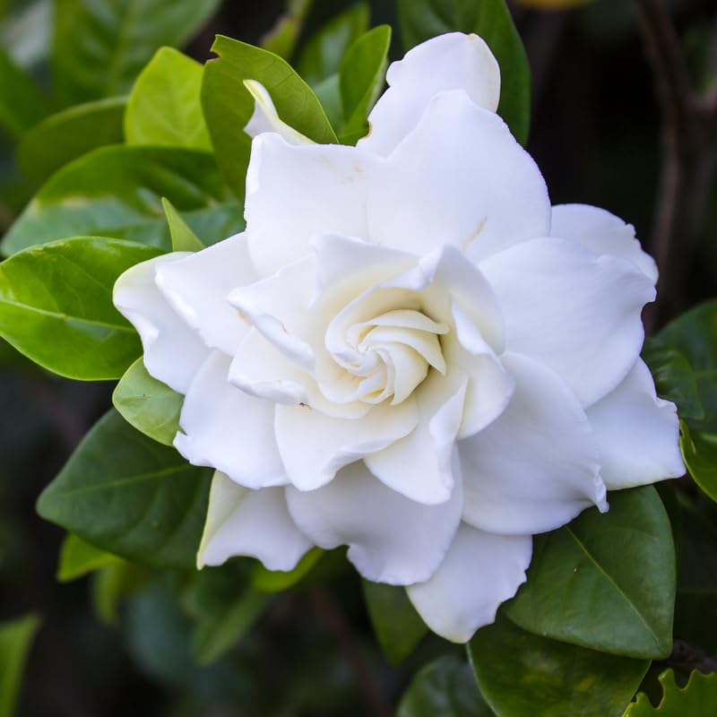 White Flower Gardenia Live Plant in 4 Inch Pot J2522