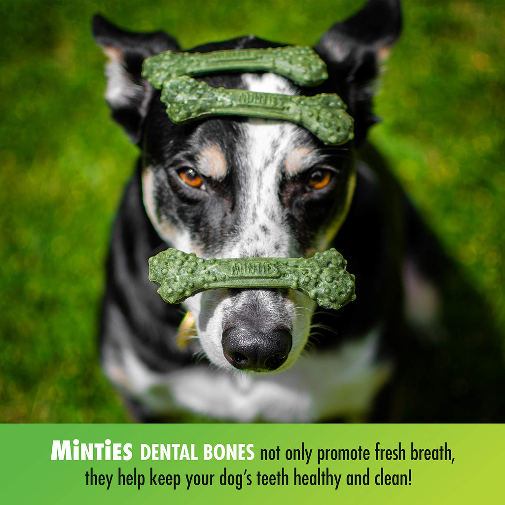 Minties Dog Dental Bone Treats C5125